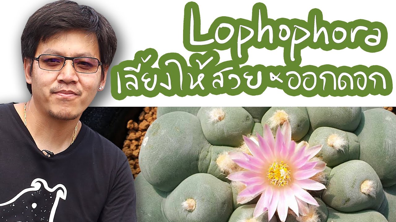 โลโฟโฟร่า Lophophora วิธีเลี้ยงให้สวยและออกดอก  | Cactus Journey EP.28