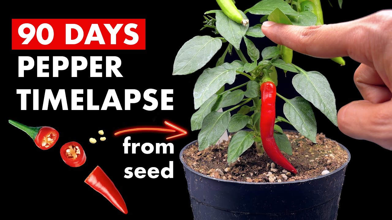 Growing PEPPER 🌶️ From Seed - 90 Days Time Lapse