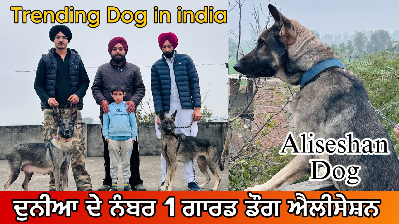  ਐਲੀਸੇਸ਼ਨ ਨਸਲ ਦੇ ਕੁੱਤਿਆਂ ਦਾ ਵੱਡਾ ਫਾਰਮ । BEST DOG BREED FOR GUARDING \SECURITY 