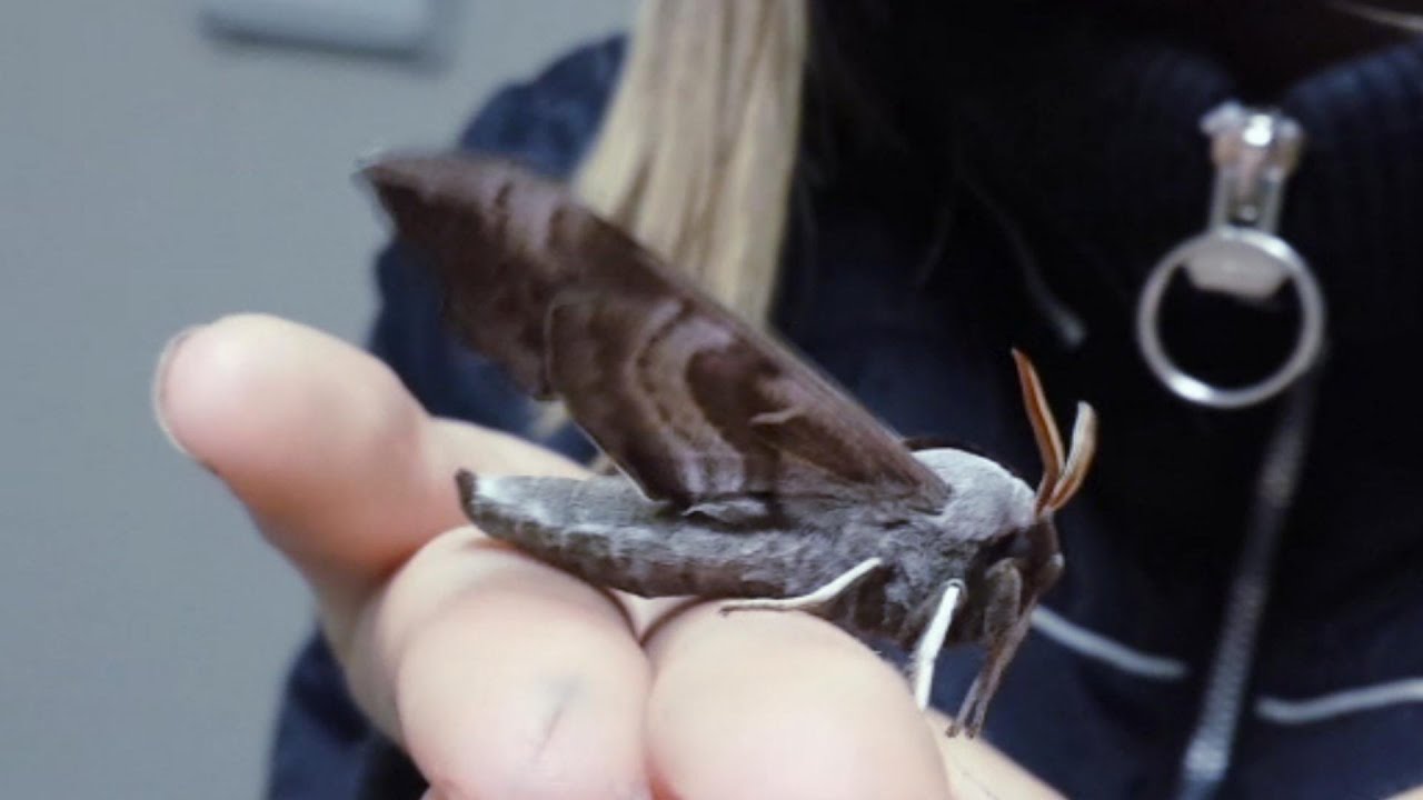 Giant Moth is SO CUTE