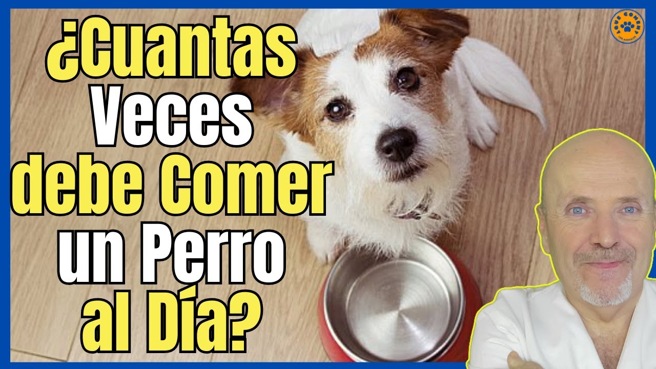 🔴 ¿CUANTAS VECES DEBE COMER UN PERRO AL DÍA? 🔴