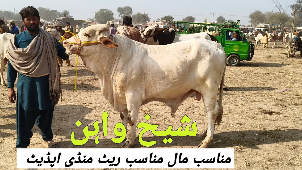 Munasib Mall Munasib Rate Sheikhwan Mandi Update | @MandiBoy8080 | Zeeshan khan 