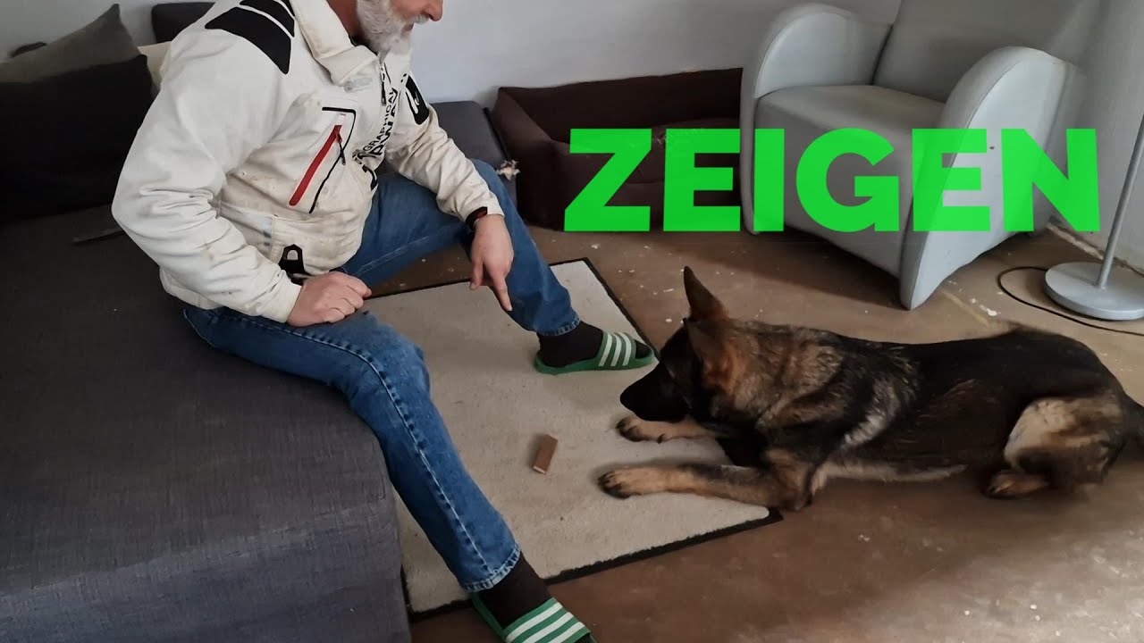 Zeigen - Vorbereitung für die Fährte mit jungen Hunden. Das Verweisen der Fährtenstäbchen