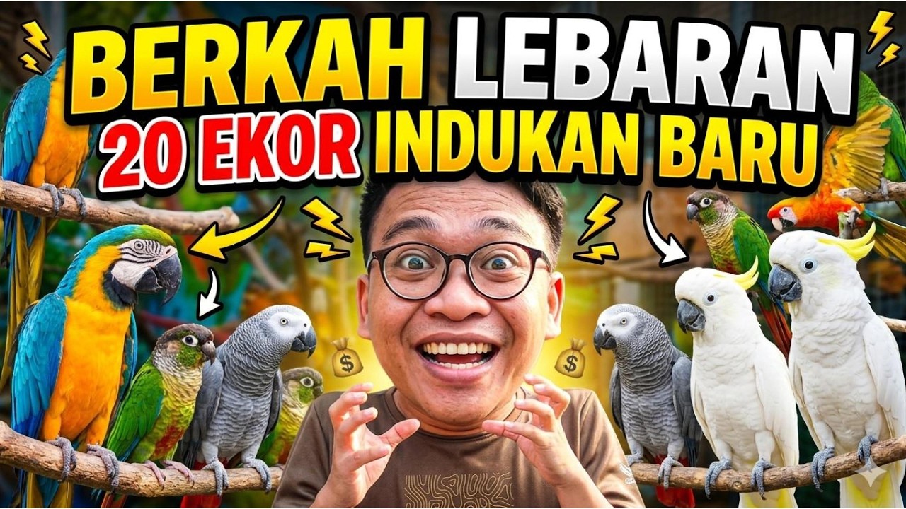 MAU LEBARAN MALAH TAMBAH INDUKAN 20 EKOR ‼️