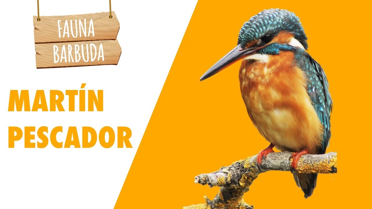 FAUNA BARBUDA 29: El carismático MARTÍN PESCADOR (Alcedo atthis)