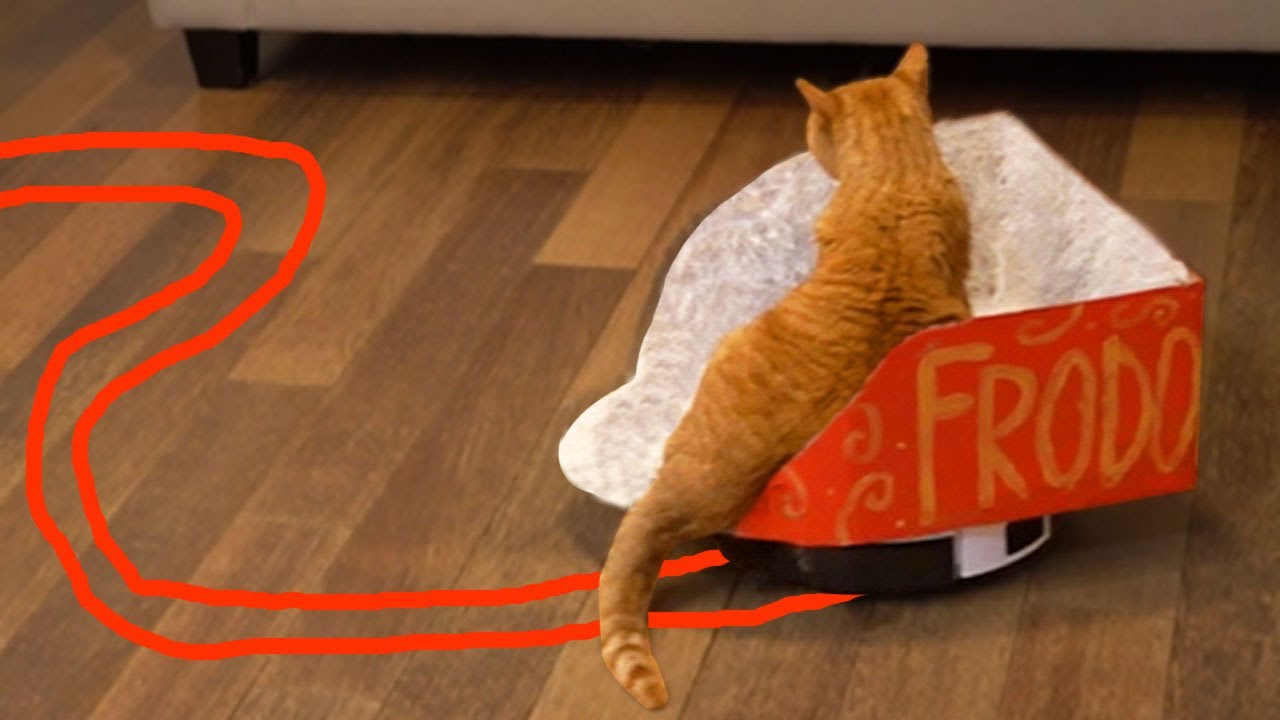 I Built My Cat a Roomba Chariot