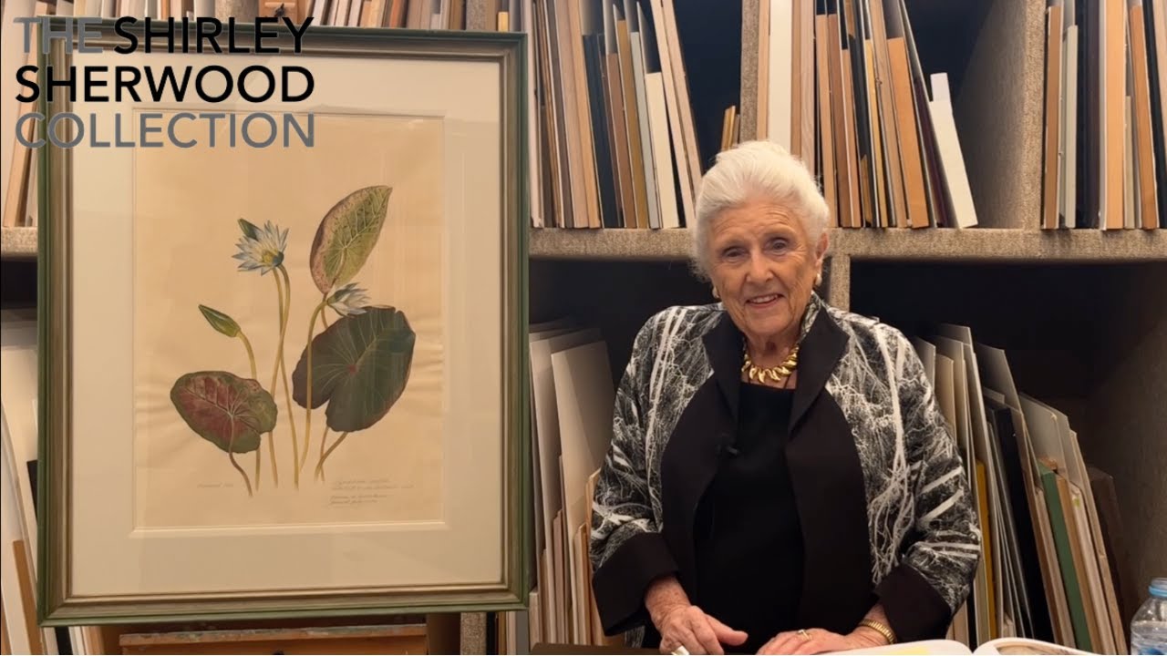Dr Shirley Sherwood Presents: 'Nymphaea ampla' by Margaret Mee.