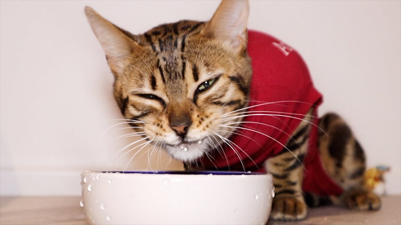 Touching Post Surgery Moment: Cat's Heartwarming Attempt to Drink Water After Intense Procedure