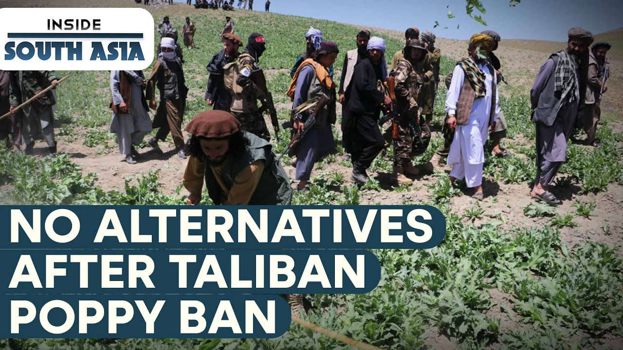 Taliban bans poppy, options dry up | Inside South Asia
