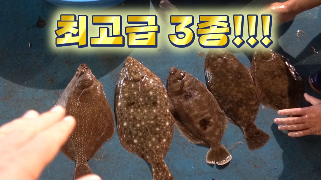 줄가자미 돌가자미 찰가자미 최고급 어종들 먹어보자 ~!! / Let's catch the sand dab and eat it.