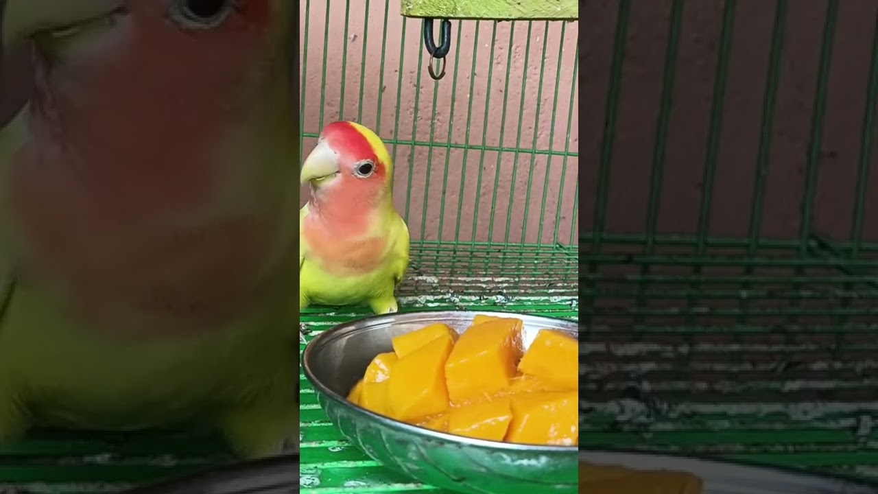 African Love birds 🐥 #lutinolovebirds  #peachfacedlovebird #mango 🥭 eating 😋