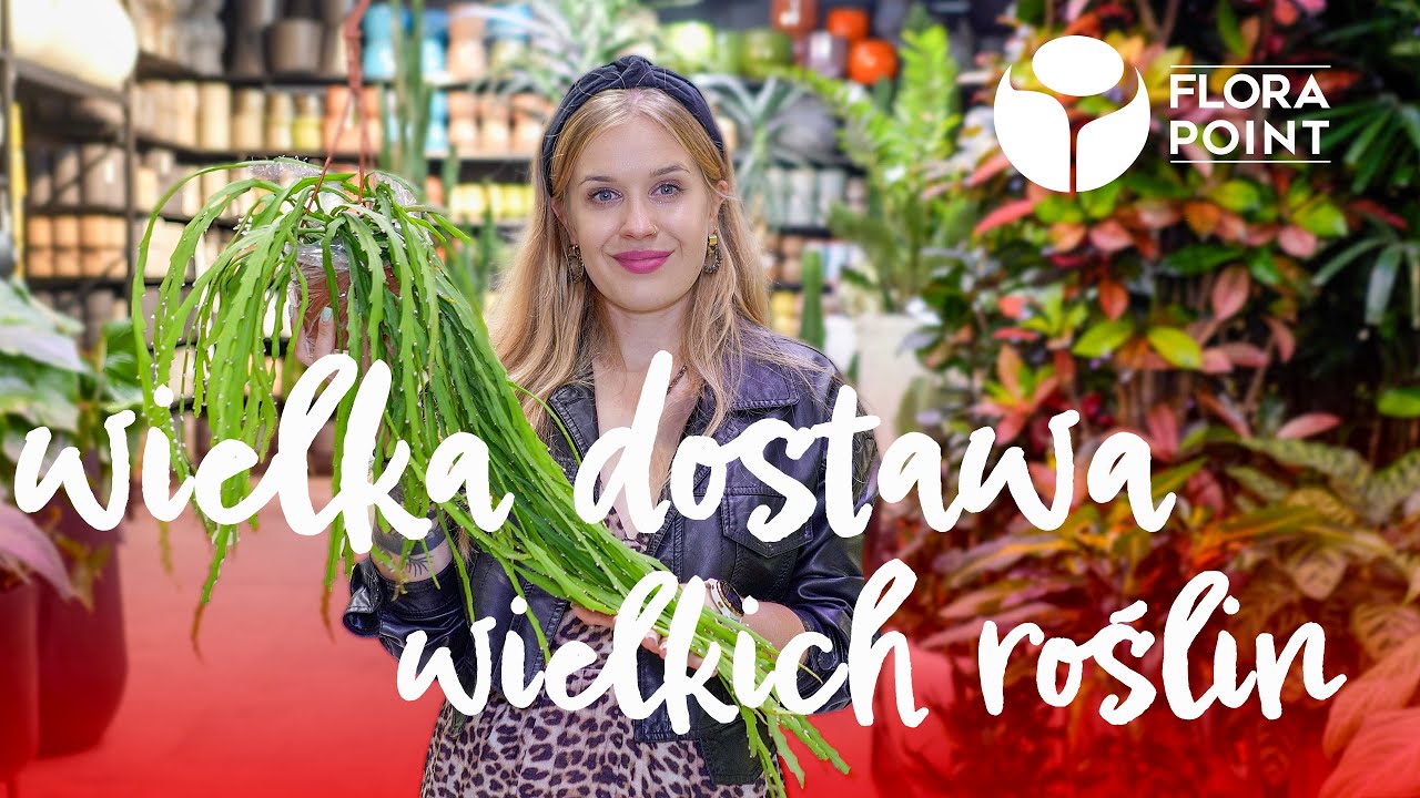 Duże rośliny do Twojej przestrzeni 🪴 | nowości | Flora Point