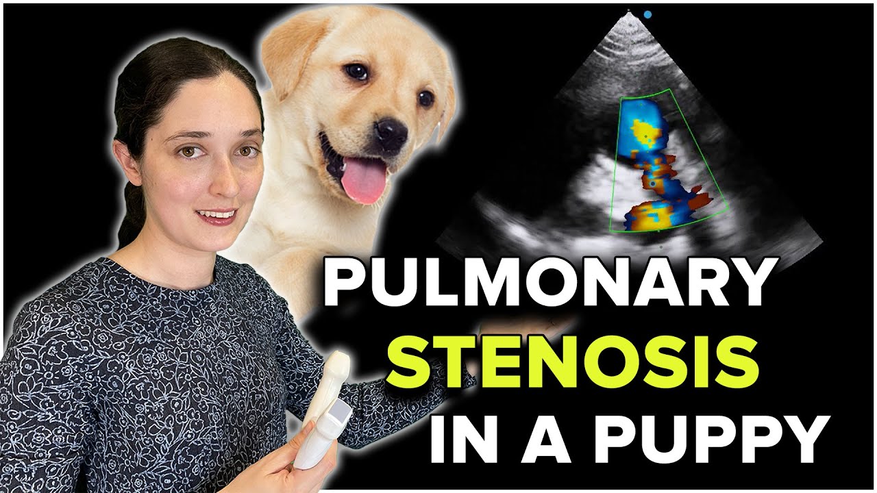 Veterinary Echocardiography: Pulmonary Stenosis in a Puppy