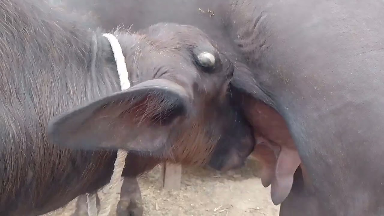 Buffalo Calf Drinking Mother's Milk | Cute Baby Buffalo Feeding Moments