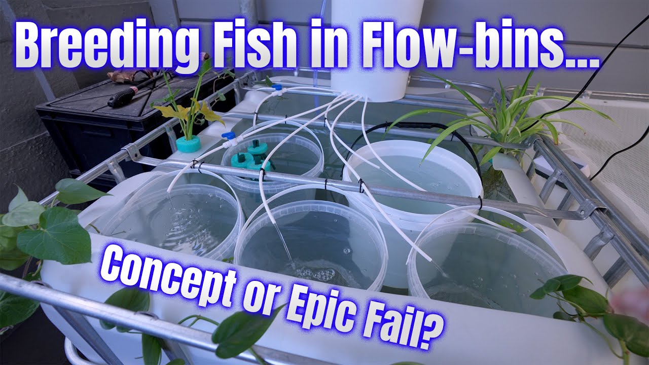 Multi-Species Fish Breeding in Flowbins – Success or Failure?
