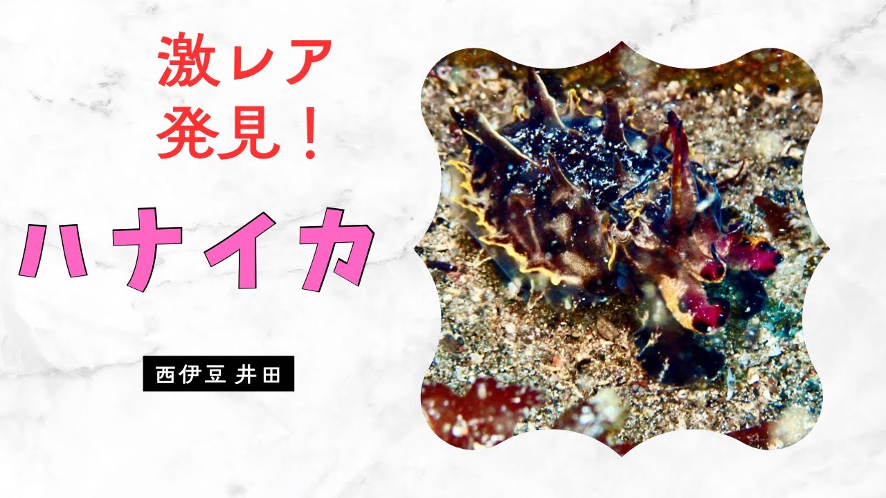 伊豆の海！西伊豆 井田でワイドもマクロも楽しんできましたよぉ!