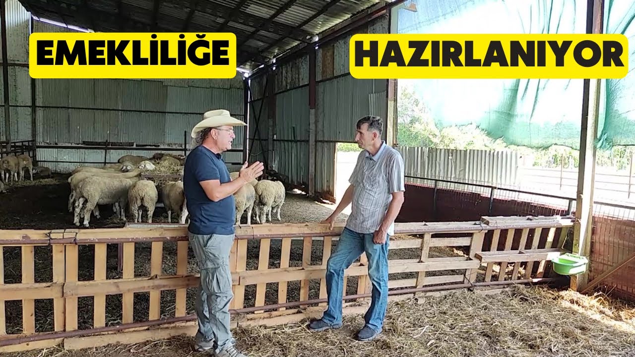 EMELİLİĞE KOYUN BAKARAK HAZIRLANIYOR (Bir Polis Memurunun Koyun Özlemi İFKÜD)