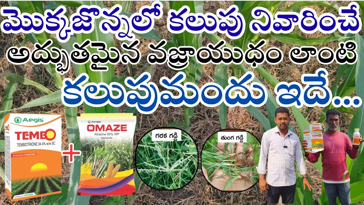 మొక్కజొన్న లో కలుపు నివారించే అద్భుతమైన వజ్రాయుధం లాంటి కలుపు ఇదే..@RythuBadi @GaneshTradsrs–08