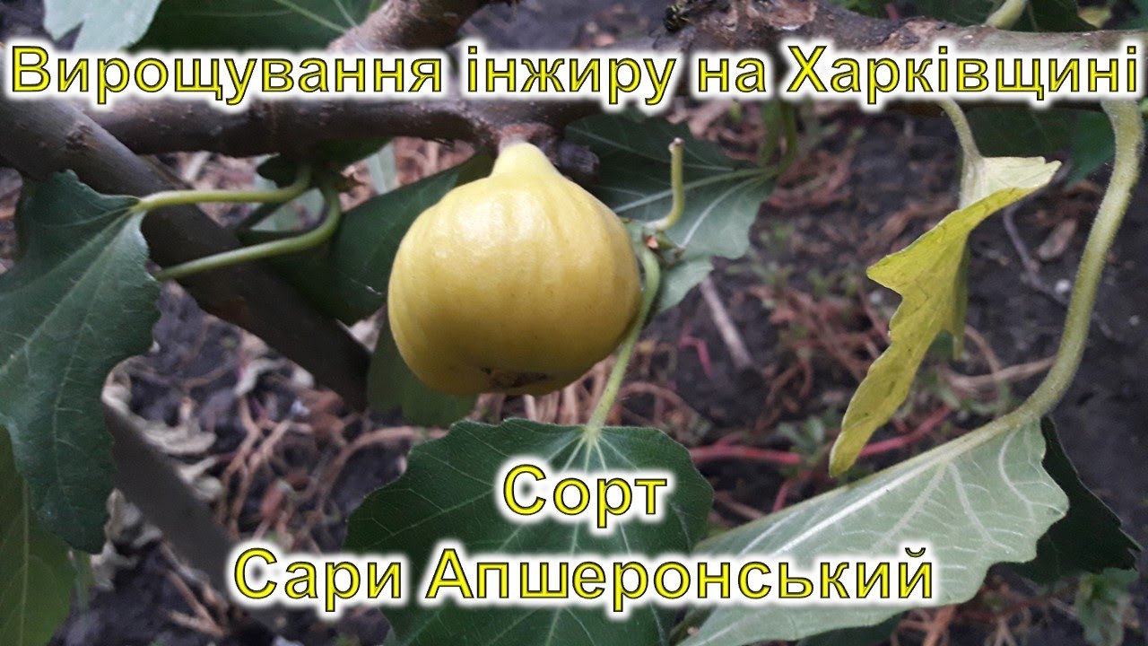 Вирощування інжиру сорту сорту Сари Апшеронський на Харківщині