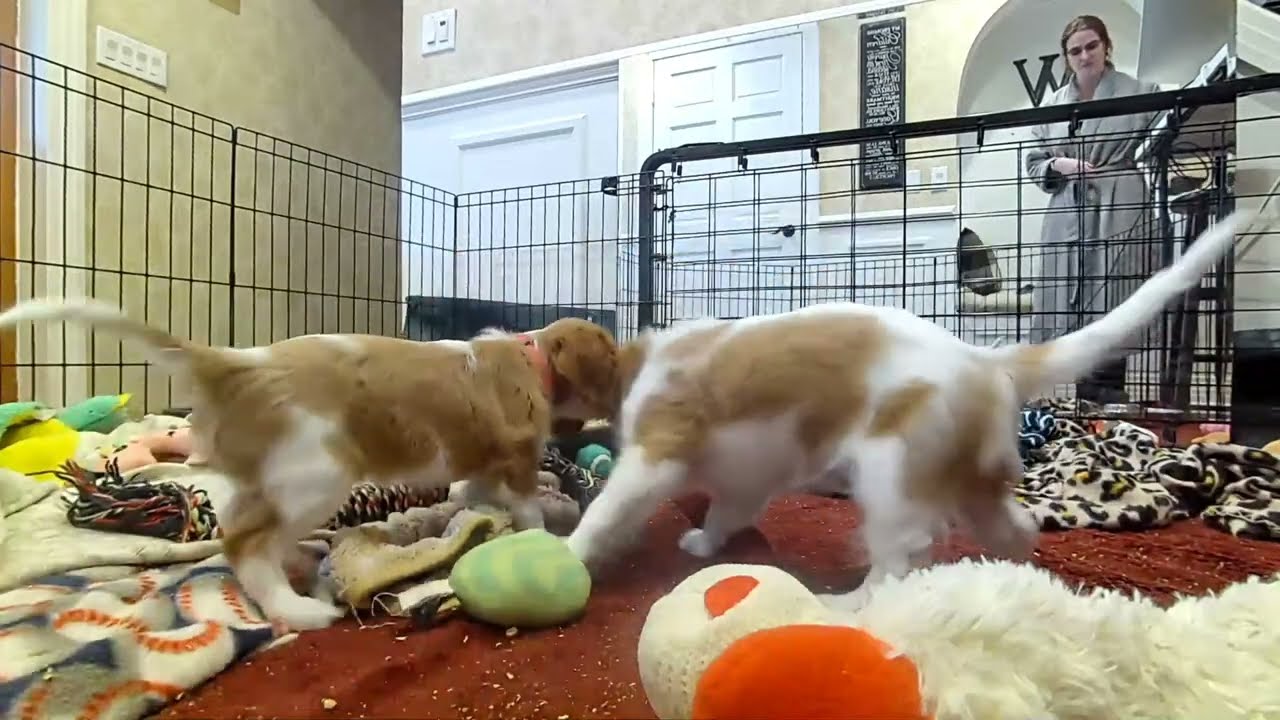 Cavalier Puppies Live