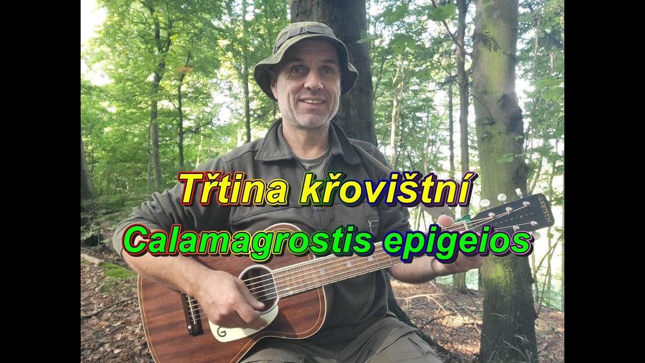 Michal Hejcman - Třtina křovi&scaron;tn&iacute; (Calamagrostis epigeios)