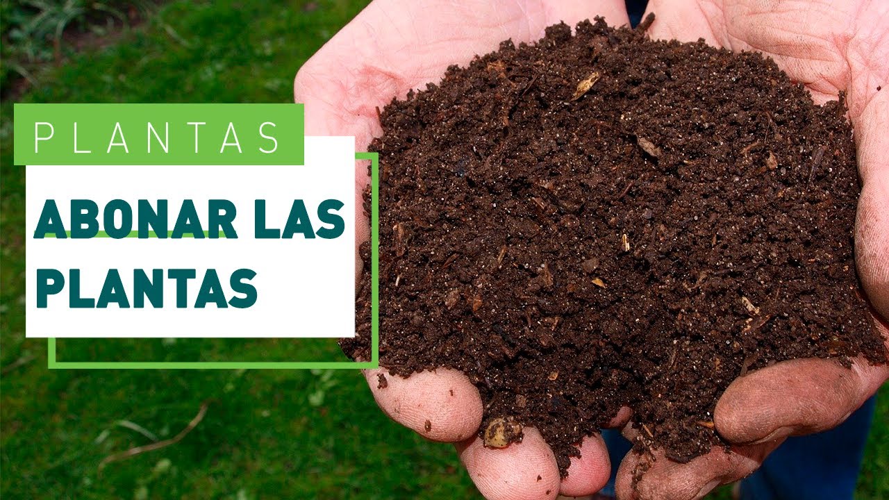 C&oacute;mo y cu&aacute;ndo abonar las plantas: todo sobre el NPK | Verdecora