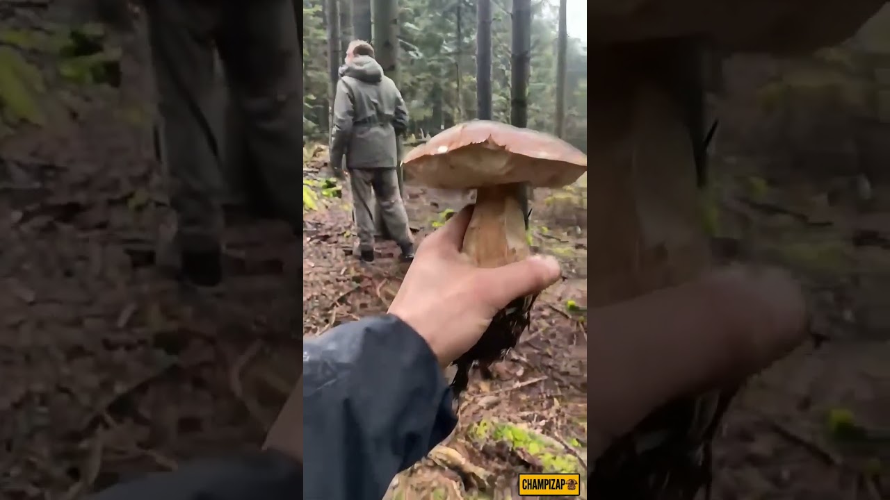 Tr&eacute;sors sauvages de la for&ecirc;t #champignons #c&egrave;pes #cueilleurs #shorts