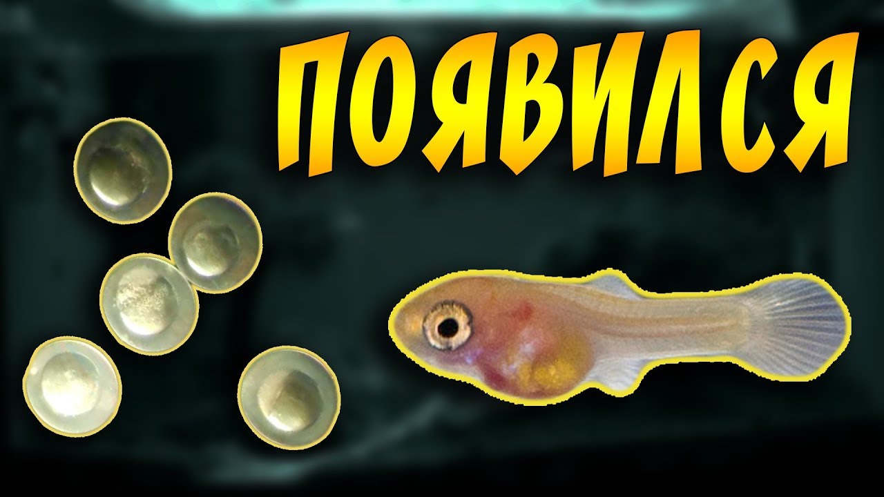 ВЫ НЕ ПОВЕРИТЕ! Но у меня появились МАЛЬКИ ИЗ ИКРЫ в торфе!