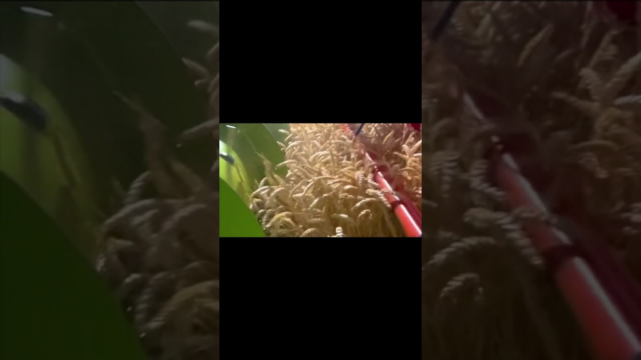 Harvesting in the night 