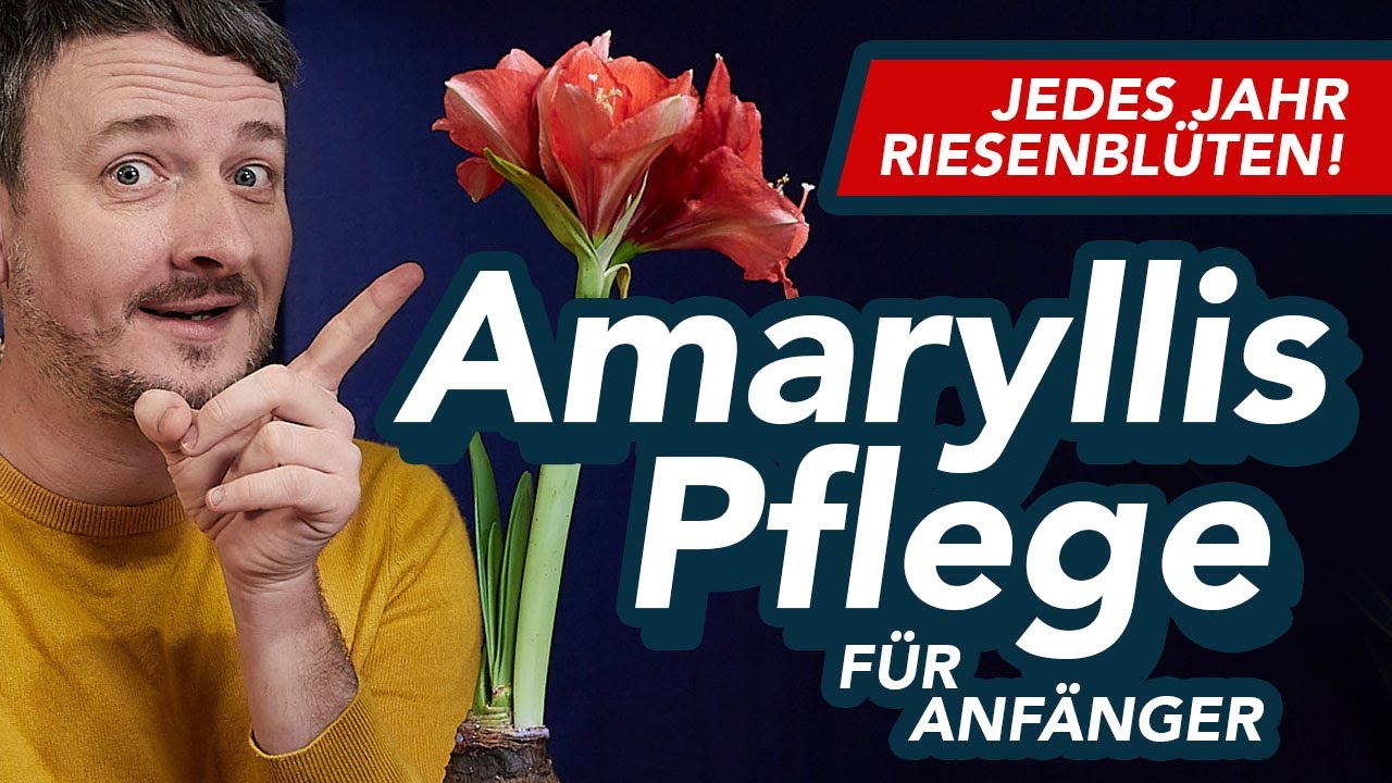 Amaryllis Pflege für Anfänger - Pflege nach der Blüte, Gießen, Standort, Ruhezeit