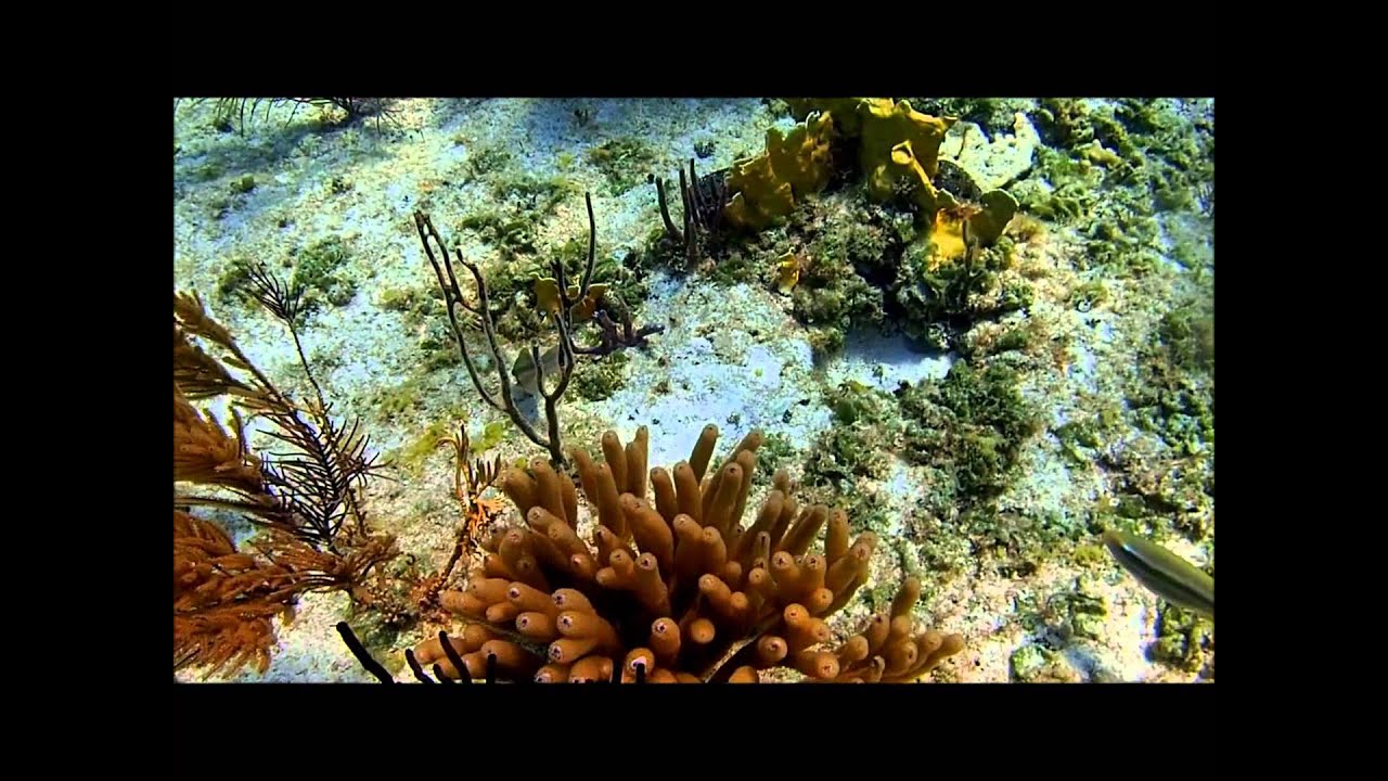Jardines Del Rey Reef Snorkeling. Cayo Coco, Cuba. Olympus TG-3 Full HD.