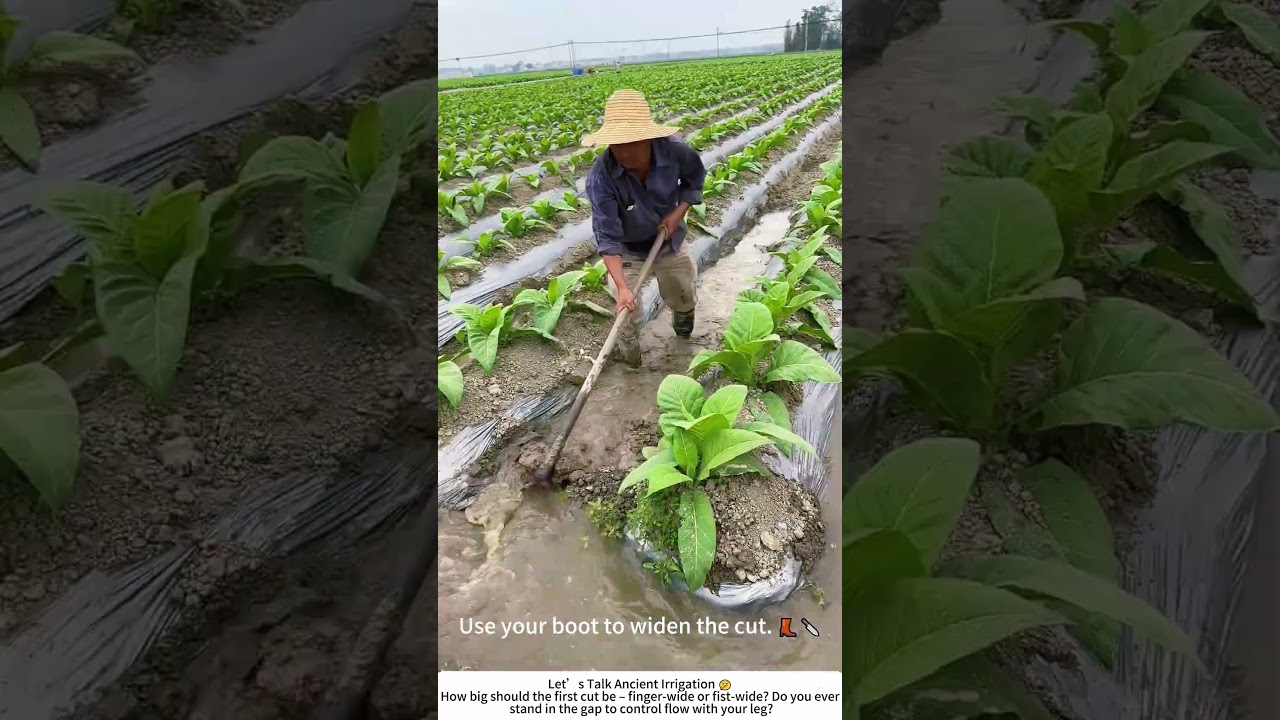 Opening a Bund for Field Irrigation &ndash; Letting Water Do the Work 💧⛏️