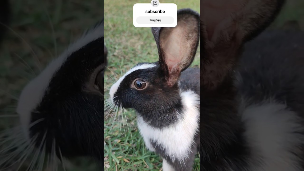 Cute rabbit 😍🐇#rabbit #aCutennabelle #shortvideo #4k