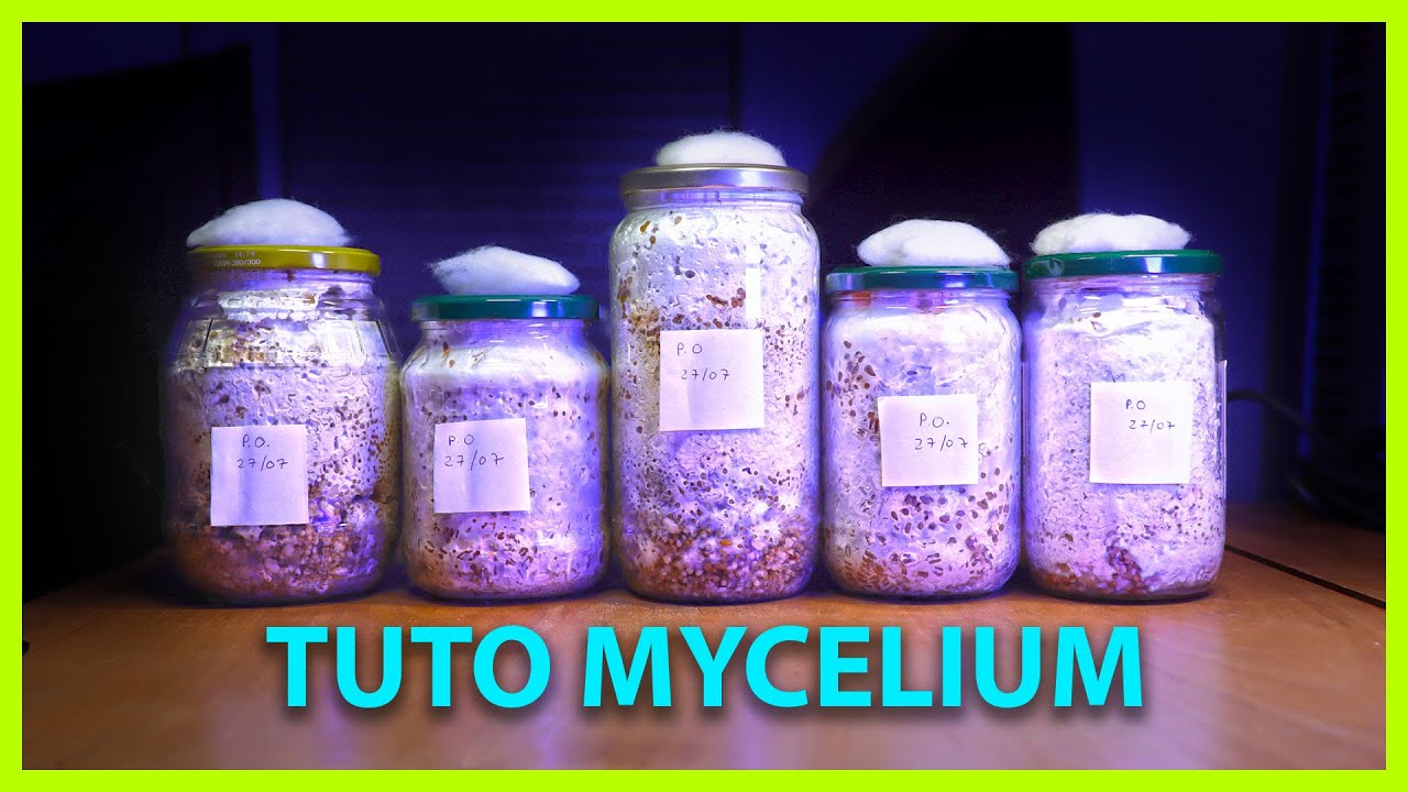 🍄 Comment FABRIQUER son MYCÉLIUM sur grain ? [ Tuto ]