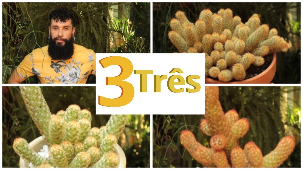 TOP 3 MAMMILLARIAS ELONGATAS - Como cuidar do CACTO DEDO DE MOÇA, saiba tudo sobre essa Planta Linda