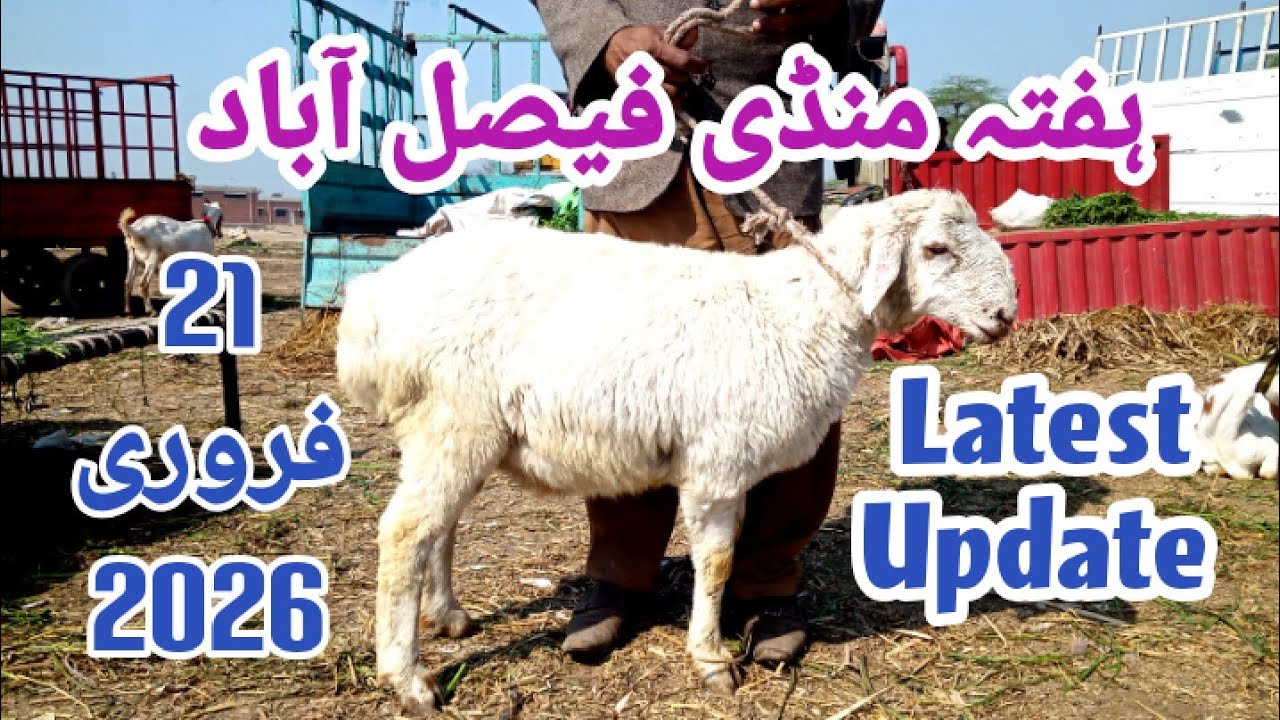 Faisalabad Hafta Mandi 21-02-2026