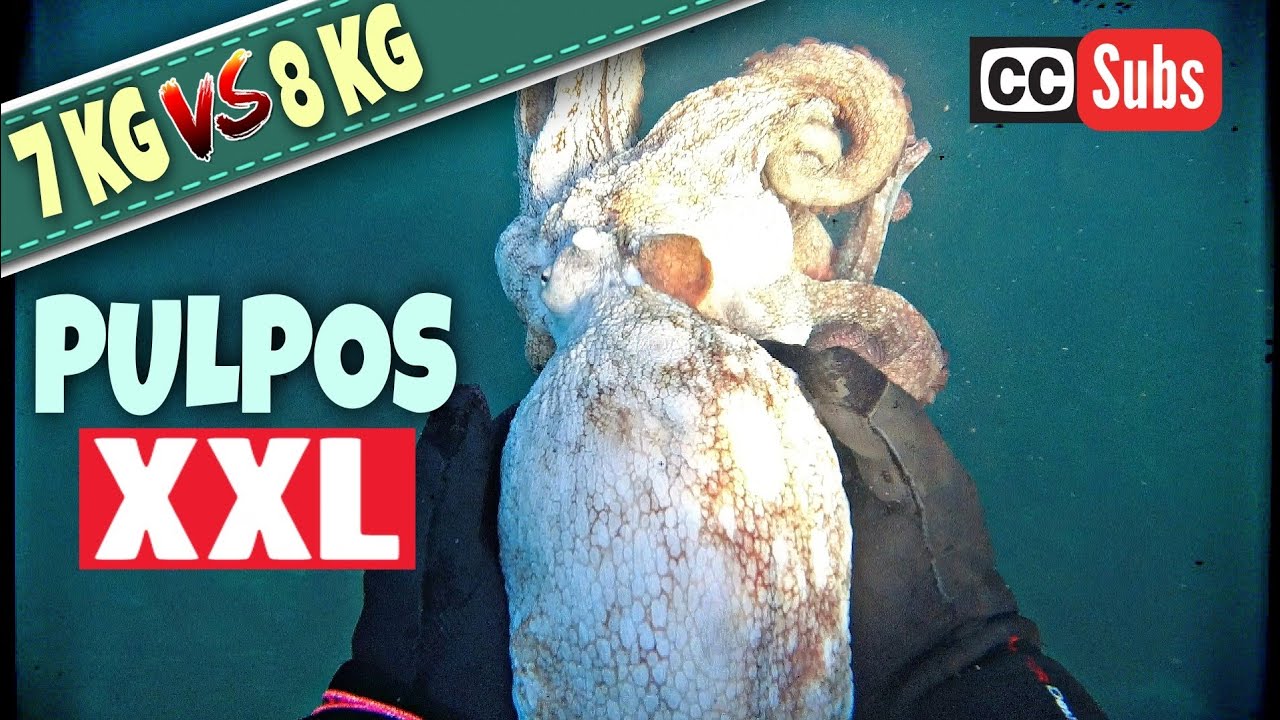 ✔гигантский осьминог подводная охота🐙гигантский осьминог 7 кг и 8 кг