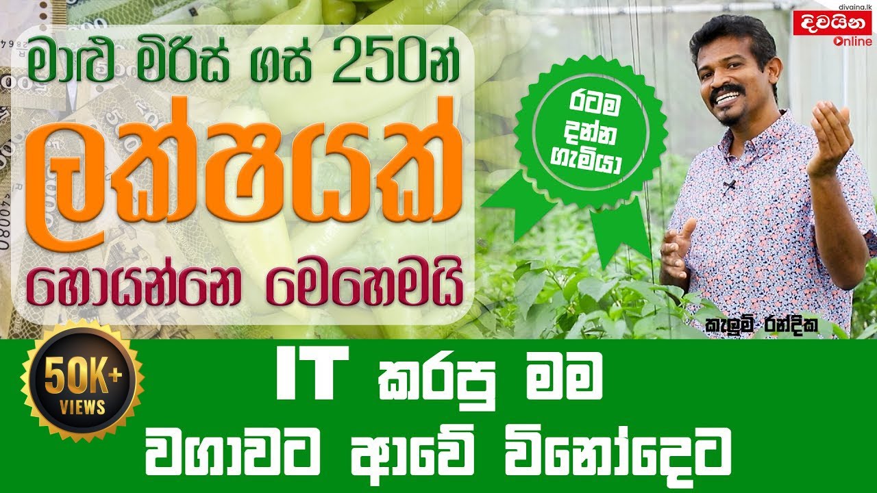 Gemiya | IT කරපු මම වගාවට ආවේ විනෝදෙට |  @gemiya