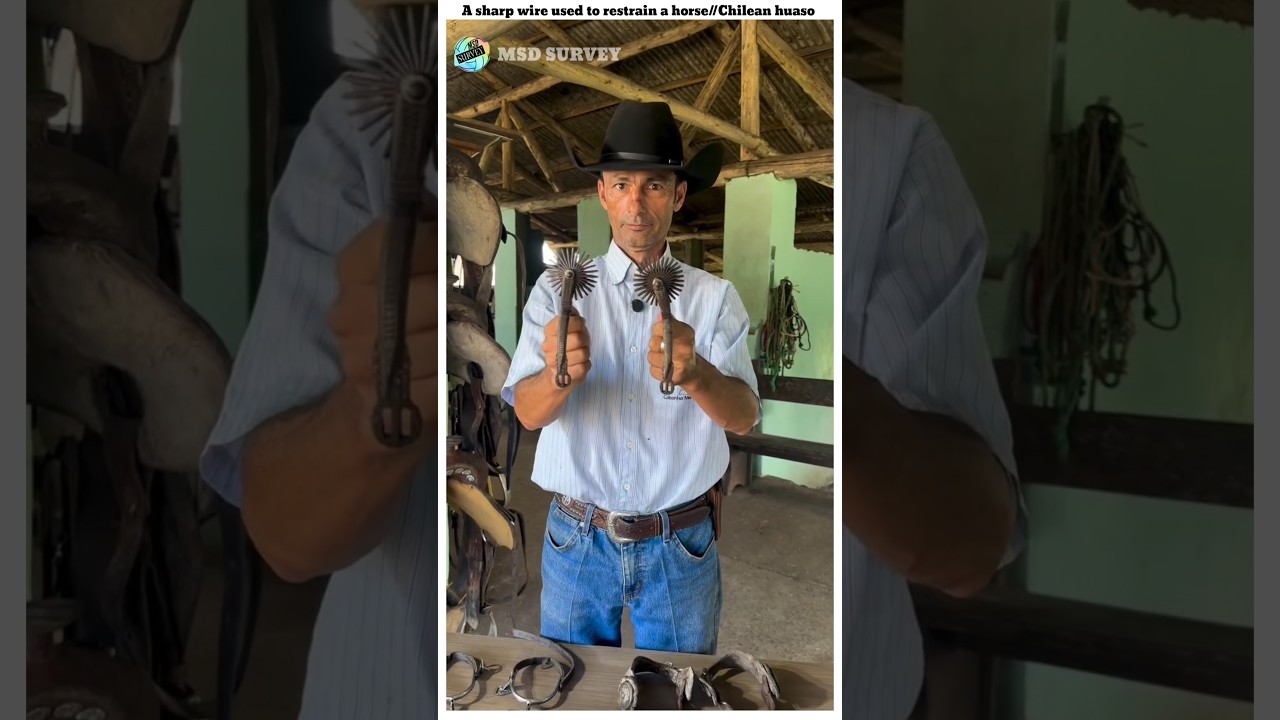 A sharp wire used to restrain a horse//Chilean huaso//MSD survey #shorts