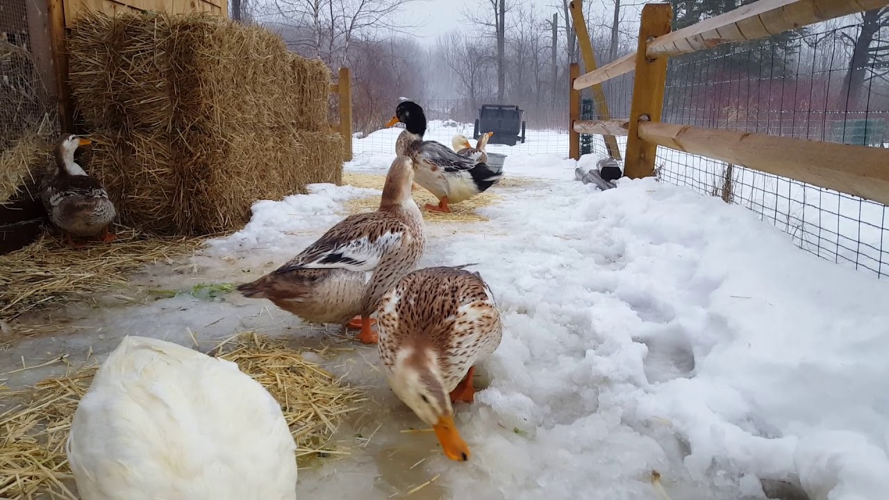 Silver Appleyard Ducks Love Their Ice Puddles