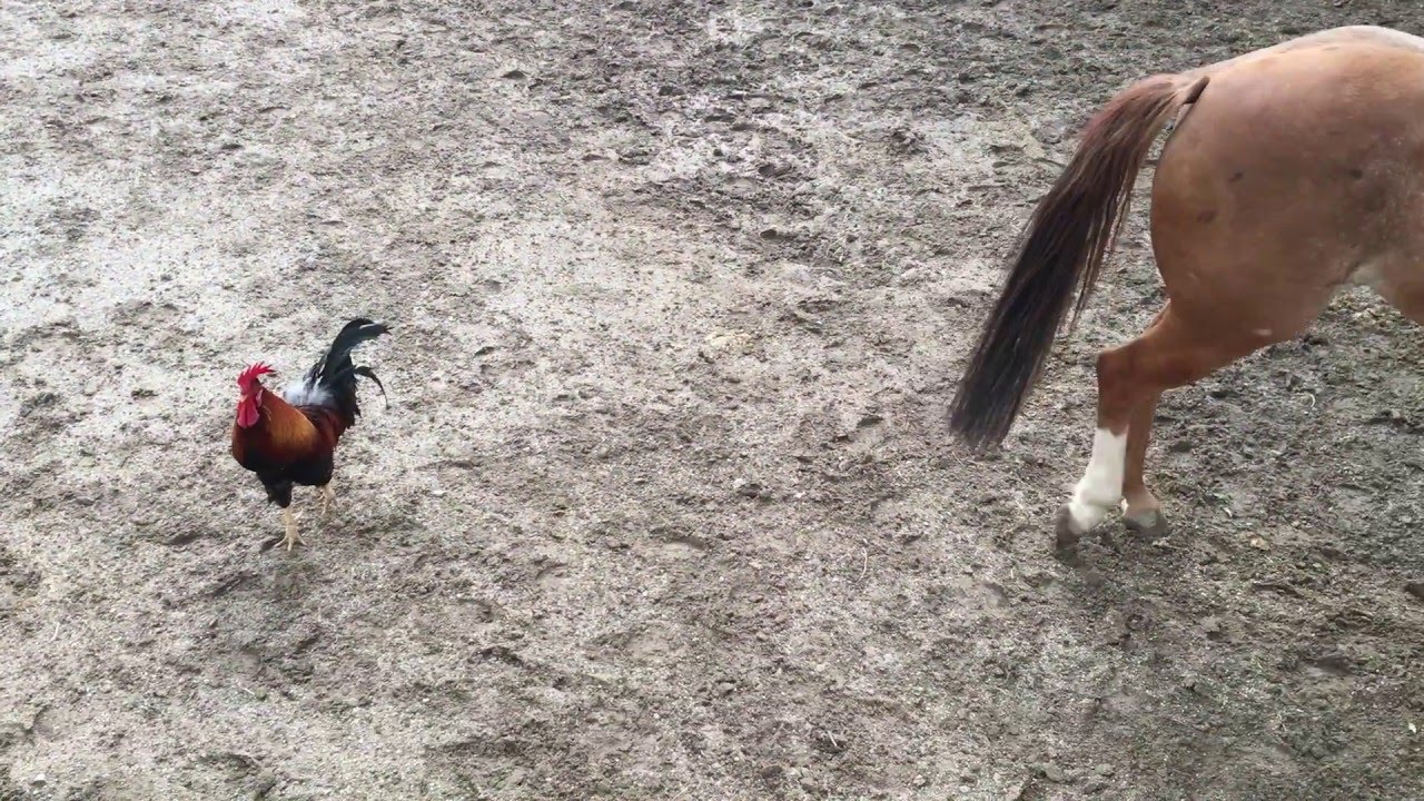 Quarter horse training using pressure by my rooster 