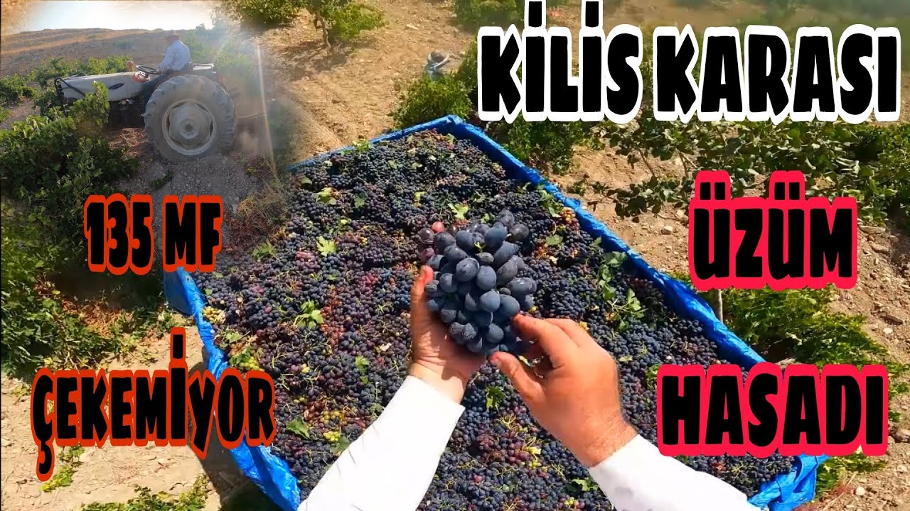 ÜZÜM HASADIMIZ... SÜRPRİZ FİYAT... YİNE SAHİPSİZ KALDIK...