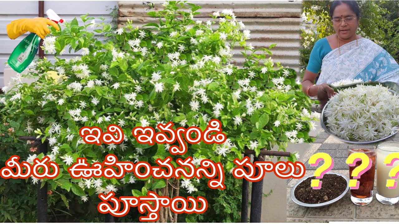 ఇవి ఇవ్వండి మీరు ఊహించనన్ని పూలు పూస్తాయి…. ఇది సదాబహార్ మల్లె చెట్టుసంవత్సరమంతా పూస్తుంది 💐💐💐
