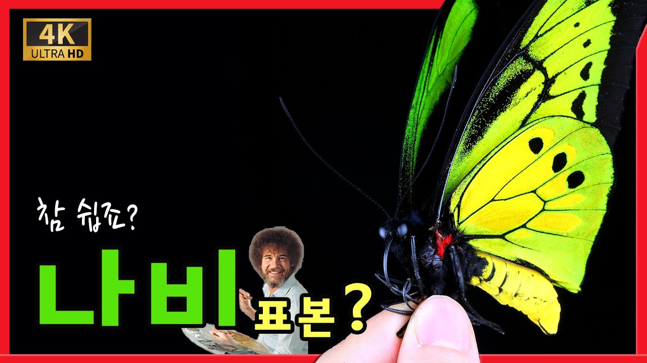 나비 표본 만드는 방법, 참 쉽죠?  How to prepare Butterfly Specimens