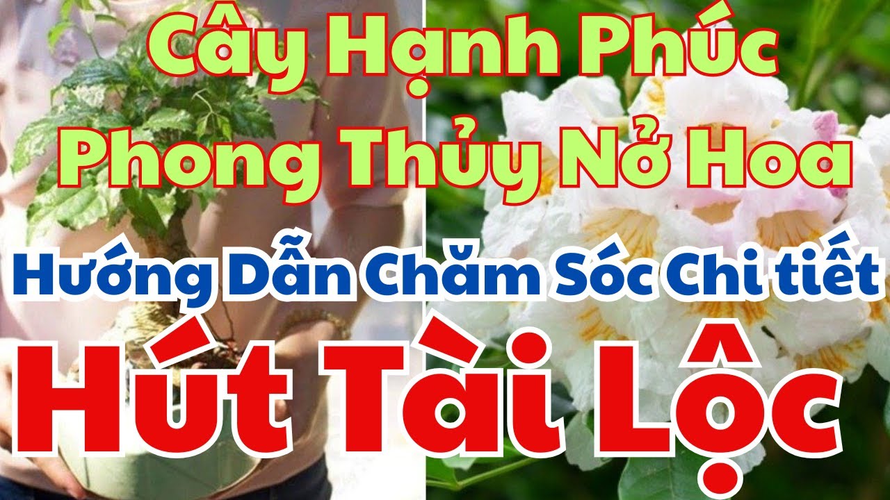 Bí Quyết Vàng Giúp Cây Hạnh Phúc Phong Thủy Nở Hoa Rực Rỡ, Thu Hút Tài Lộc và May Mắn Cho Gia Chủ !!