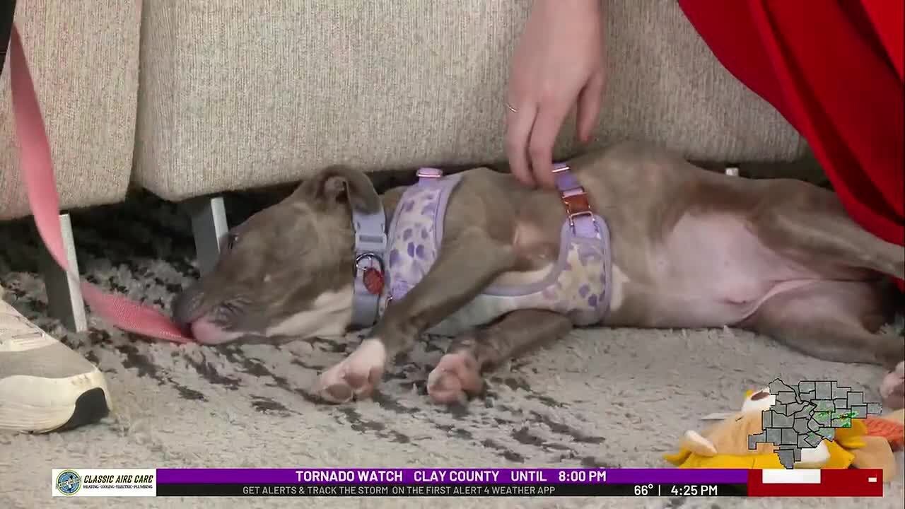 Pet of the Week: Tessie Prevost