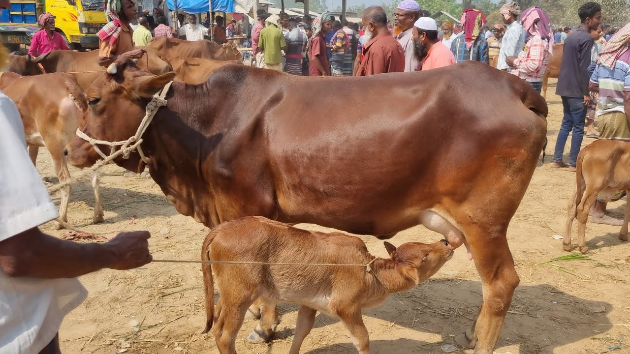 @আজ ২ মার্চ ২৬ | বাচ্চাসহ শাহিওয়াল গাভী গরুর দাম | রানীগঞ্জ হাট | দিনাজপুর 