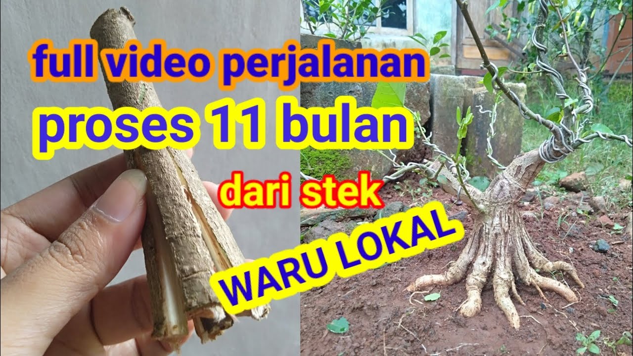 bonsai waru.proses sebelas bulan dari stek.#bonsaiwaru #mame