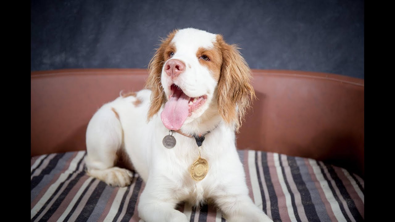 Clyde - Clumber Spaniel Puppy - 4 Weeks Residential Dog Training