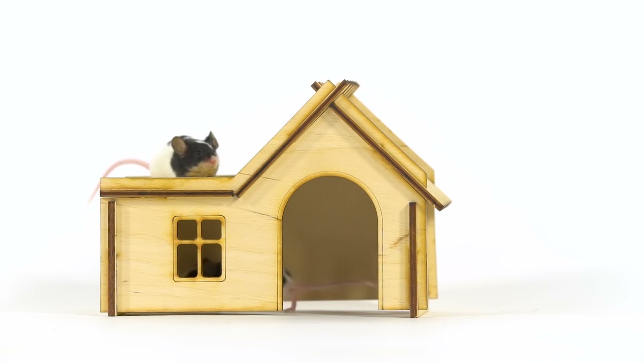 Optimex Pest Control  rats close up in a small wooden home